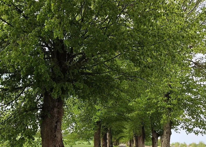 Stara Karczma Apartmán *